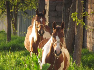 Horga Annamária / BA (Csiky Gergely Főgimnázium, XI. A) – Várandó-ság