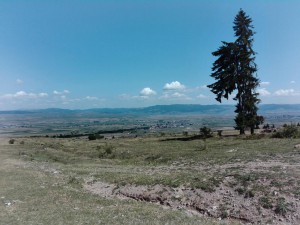 Bugyi Botond / FL (Csiky Gergely Főgimnázium, X. B) – Búslakodó fenyő