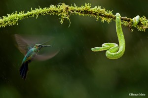 Máté Bence: Zöldsapkás brilliánskolibri riaszt sárgasávos lándzsakígyót (2009) 