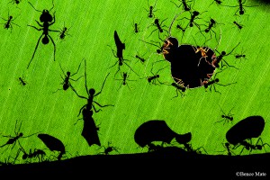 Máté Bence: Levélvágó hangyák dolgoznak Costa Ricában (2010) 