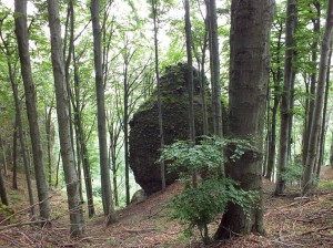 Erdei úton, a Dobogókőnél