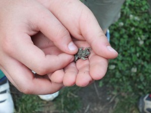 Kirándulással zárták a tanévet a legkisebbek, 2016. június 23-án