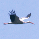 white_stork